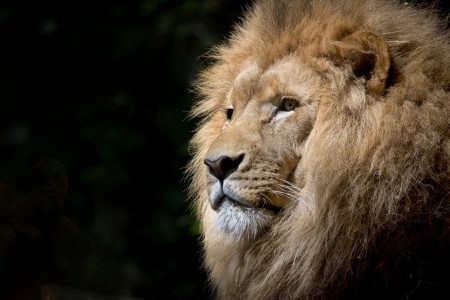 30/Mayo/2016 Majestuoso perfil de un león
